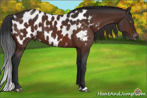 Horse Color:Brown Sabino Appaloosa 