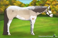 Horse Color:Sable Cream Champagne Splash 