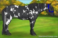 Horse Color:White Spotted Black 