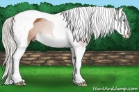 Horse Color:Silver Bay Splash Tobiano