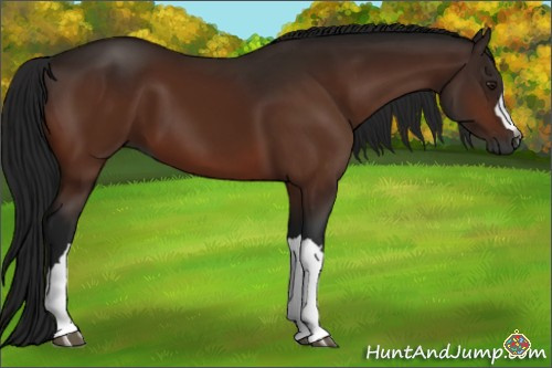 Horse Color:Gray Bay 