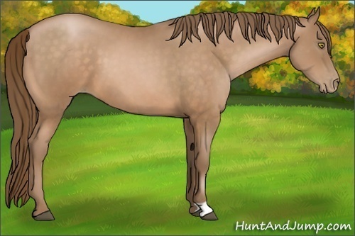Horse Color:Bay Pearl 