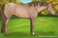 Horse Color:Bay Pearl