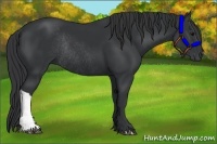 Horse Color:Black Rabicano 