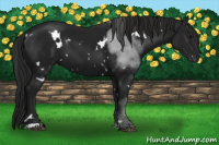 Horse Color:Gray White Spotted Black 
