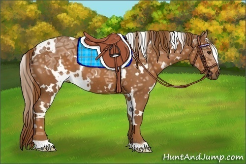 Horse Color:White Spotted Chestnut Ice 