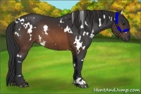 Horse Color:White Spotted Brown Rabicano 