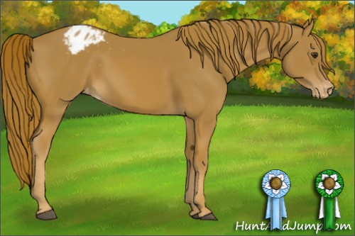 Horse Color:Chestnut Appaloosa 