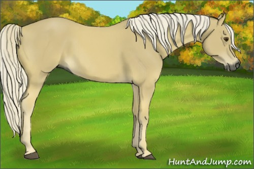 Horse Color:Gray Palomino 