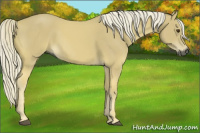 Horse Color:Gray Palomino