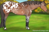 Horse Color:Bay Ice Roan  and Bay Appaloosa 