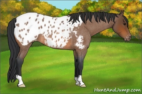 Horse Color:Bay Roan Appaloosa 
