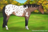 Horse Color:Bay Roan Appaloosa
