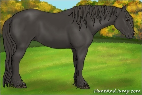 Horse Color:Smoky Black