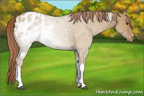 Horse Color:Red Dun Tobiano Blanket 