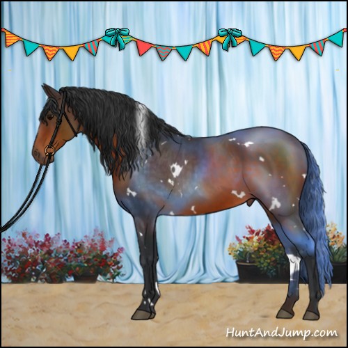 Horse Color:White Spotted Bay 