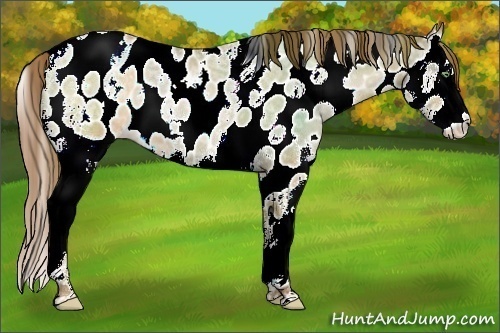 Horse Color:White Spotted Bay Ice Roan Pearl Dun Splash Near Leopard