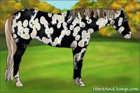 Horse Color:White Spotted Bay Ice Roan Pearl Dun Splash Near Leopard 