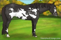 Horse Color:Liver Chestnut Frame 