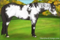 Horse Color:Liver Chestnut Frame