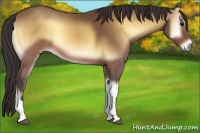 Horse Color:Buckskin Onyx Tobiano 