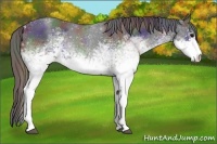 Horse Color:Nacre White Spotted Blue Roan 