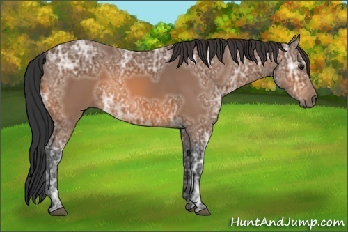 Horse Color:Bay Ice 