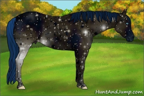 Horse Color:ERROR: UNKNOWN ANOMALY