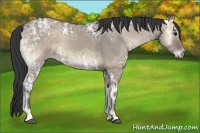 Horse Color:Grullo Ice Onyx 