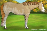 Horse Color:Chestnut Ice Splash 