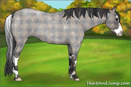 Horse Color:Plaid Grullo Roan Splash