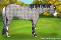 Horse Color:Plaid  Grullo Roan Splash 