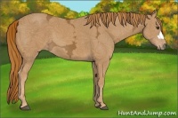 Horse Color:Chestnut Ice 