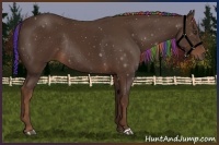 Horse Color:Painted Liver Chestnut Rabicano