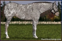 Horse Color:Liver Chestnut Ice 