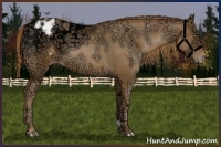 Horse Color:Liver Chestnut Ice Pearl Appaloosa 