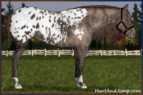 Horse Color:Amber Champagne Ice Appaloosa