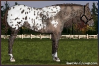 Horse Color:Amber Champagne Ice Appaloosa 