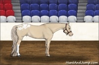 Horse Color:Palomino Dun Appaloosa 