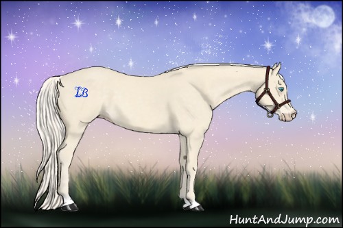 Horse Color:Cremello 