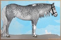 Horse Color:Silver Black Chinchilla Tobiano 