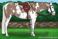 Horse Color:White Spotted Chocolate Silver Black Splash Rabicano