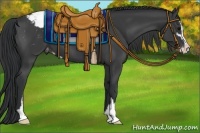 Horse Color:Black Sabino Appaloosa