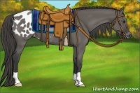 Horse Color:Grullo Appaloosa 