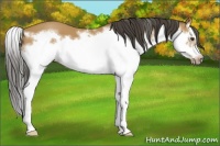 Horse Color:Bay Splash Frame