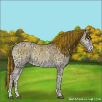 Horse Color:Painted Buckskin Ice Onyx 