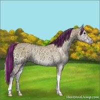 Horse Color:Painted Buckskin Ice Onyx