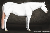 Horse Color:Bay Dun Tobiano Leopard