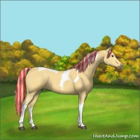 Horse Color:Painted Palomino Tobiano 