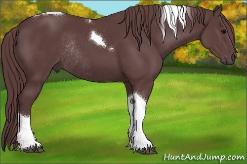 Horse Color:Chocolate Black Tobiano Rabicano